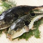 ふぐ（フグ：河豚）の値段［価格］の相場と旬や栄養成分は？
