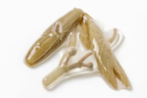 じゅんさい（ジュンサイ：蓴菜）の値段［価格］の相場と旬や栄養成分は？