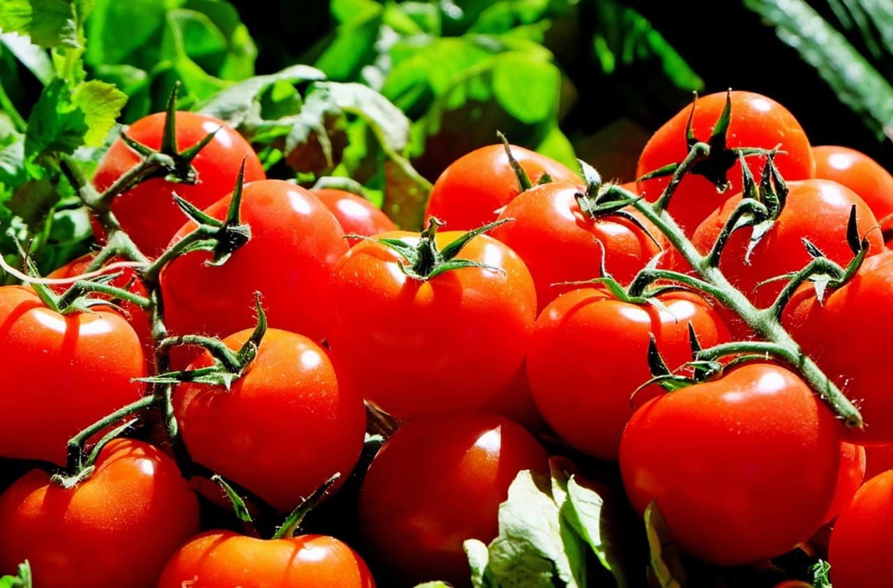 とまと トマト 蕃茄の値段 価格相場 旬 栄養 産地とは