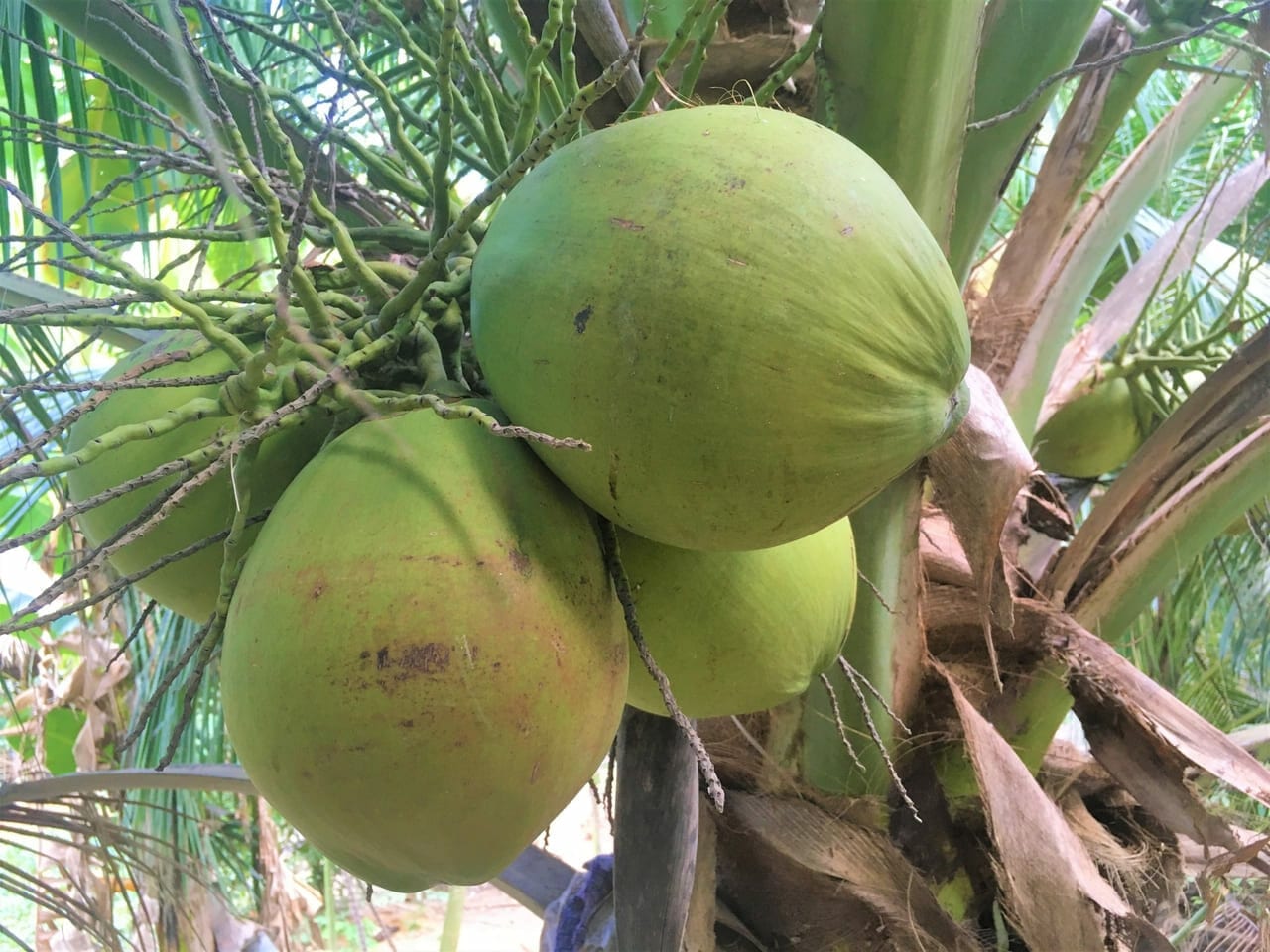 ココナッツ ココヤシ 古古椰子の値段 価格相場 旬 栄養 産地とは